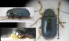 Cryptocephalus nitidus